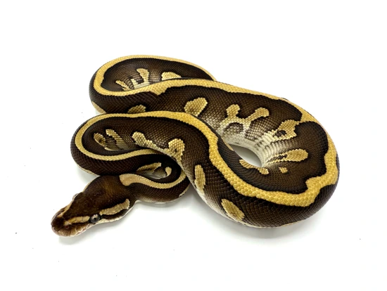 Leo Lesser Ball Python Chocolate Lesser Leopard Ball Python by Royal Constrictor Designs