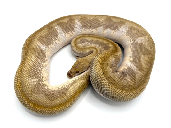 Orange Dream Butter Clown Breeder Ball Python by Royal Constrictor Designs