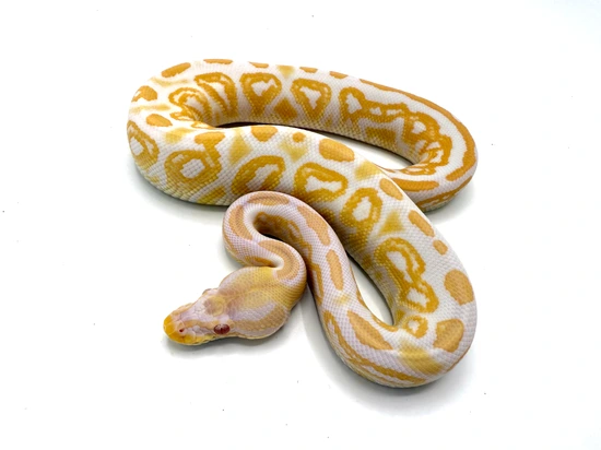 Leopard Royal Python Black Pastel Leopard Albino Ball Python by Royal Constrictor Designs