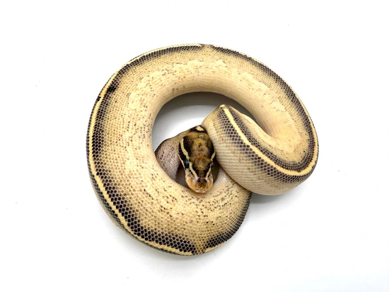 Python Cinnamon Freeway Freeway 100% Het Pied Ball Python by Royal Constrictor Designs