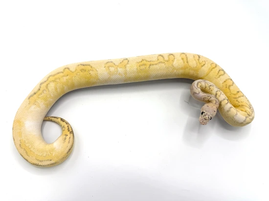 Freeway Killer Clown Ball Python by Royal Constrictor Designs