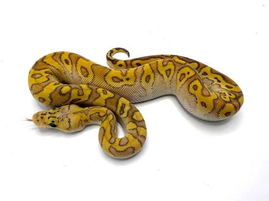 Cypress Firefly Hypo Clown (Yellowbelly?) Ball Python by Royal ...