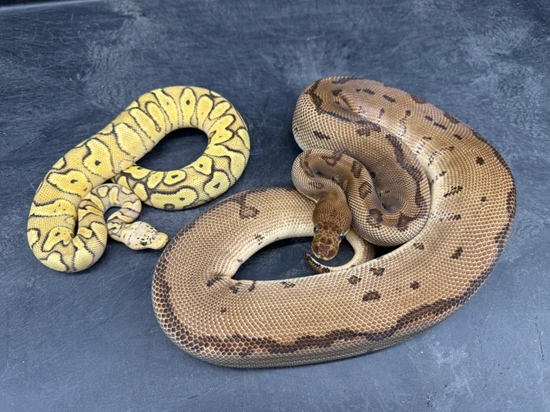 Multi Gene Ball Python Subadult Multi Gene Clown Combo Pair! Ball Python by Royal Constrictor ...
