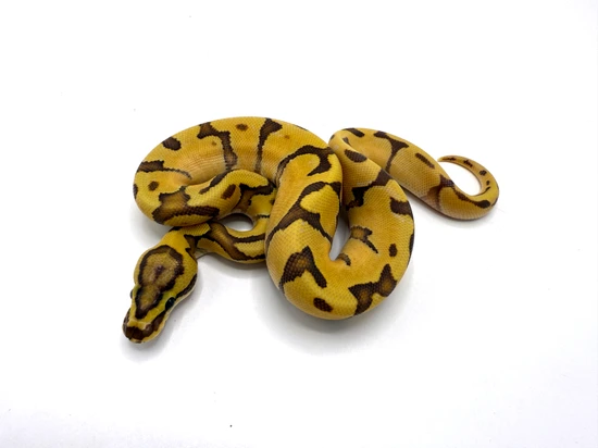 Super Fire Royal Python Super Enchi Fire Hypo Ball Python by Royal Constrictor Designs