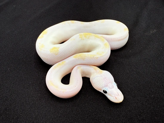 Super Fire Ball Python by Royal Constrictor Designs