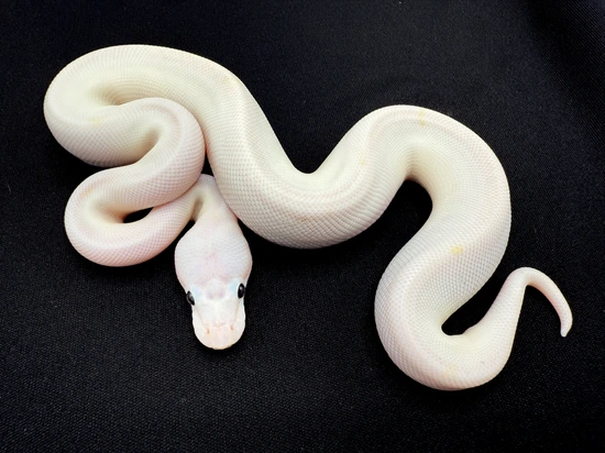 Super Fire Ball Python by Royal Constrictor Designs