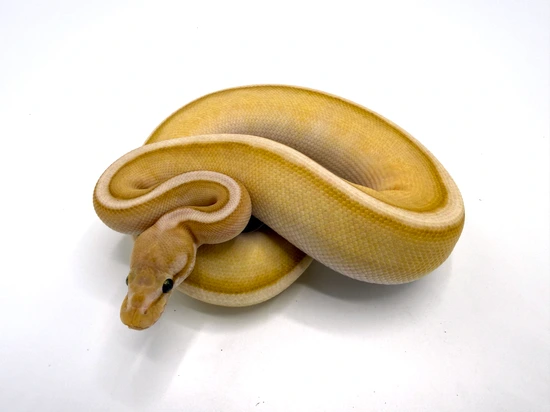 Banana Cinnamon Lesser G Stripe 100% Het Clown Ball Python by Royal ...