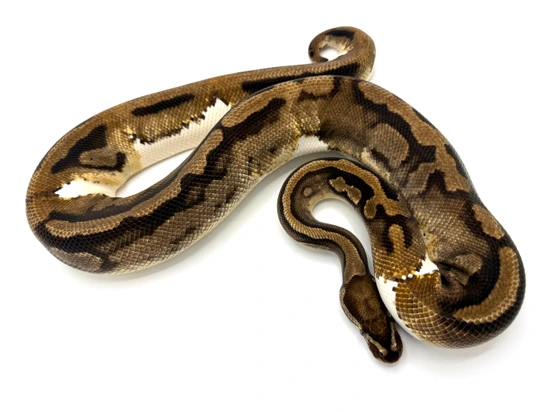 Pied Breeder Ball Python by Royal Constrictor Designs