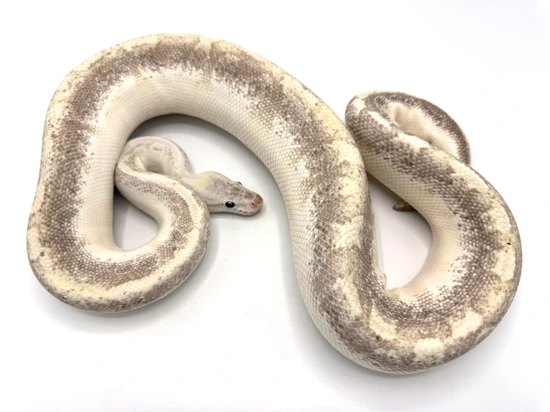 Bamboo Mystic Breeder Ball Python by Royal Constrictor Designs