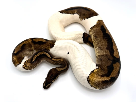 Pied Breeder Ball Python by Royal Constrictor Designs