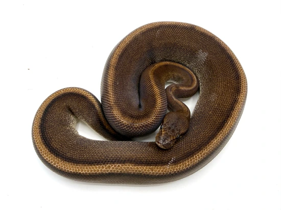 Cinder G Stripe Ball Python by Royal Constrictor Designs
