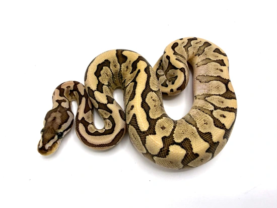 Confusion Bamboo 100% Het Ultramel Ball Python by Royal Constrictor Designs