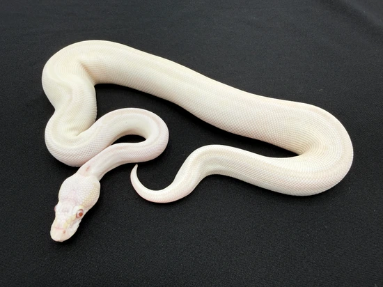 Butter Mystic Lavender Ball Python by Royal Constrictor Designs