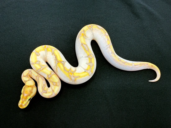 Banana Calico Royal Python Banana Calico Spider (Yellowbelly/Enchi?) Ball Python by Royal ...