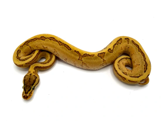 Orange Dream Yellowbelly Fire Pinstripe Ball Python by Royal ...