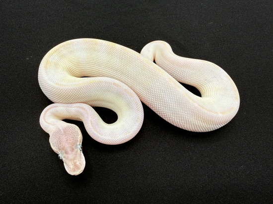 Super Mojave (+?) Ball Python by Royal Constrictor Designs