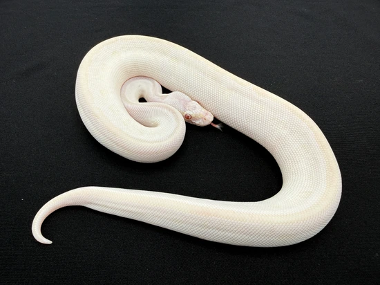Butter Mystic Lavender Ball Python by Royal Constrictor Designs