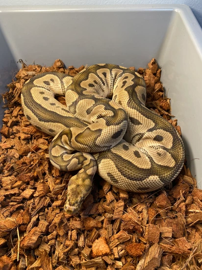 (ADULT, RTB) OD Clown 100% Double Het Lavender Albino Pied Ball Python ...