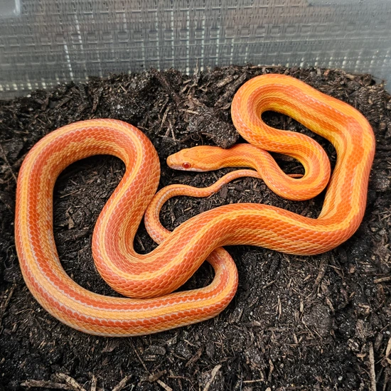 2024 Reverse Okeetee Tessera, Het Sunkissed, 50% Het Lava Corn Snake by ...
