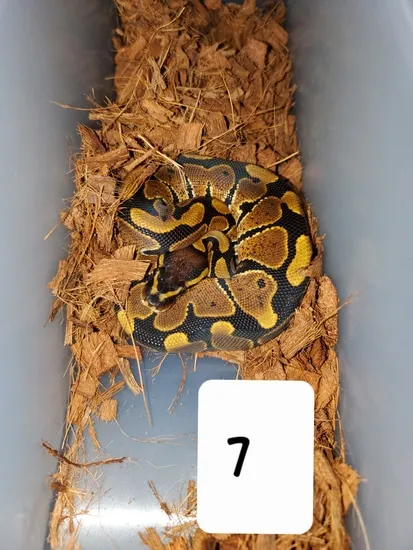 Normal 50% DH Ultramel/Hypo Pos. Dinker Ball Python by DB Exotic Morphs