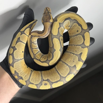 Fire Red Stripe Hypo 66%puzzle 50%clown Ball Python - male for sale from JD Snakes