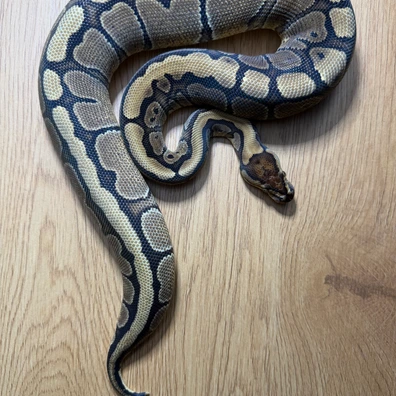 Red Stripe DH 66% Puzzle 50% Clown Ball Python - female for sale from JD Snakes