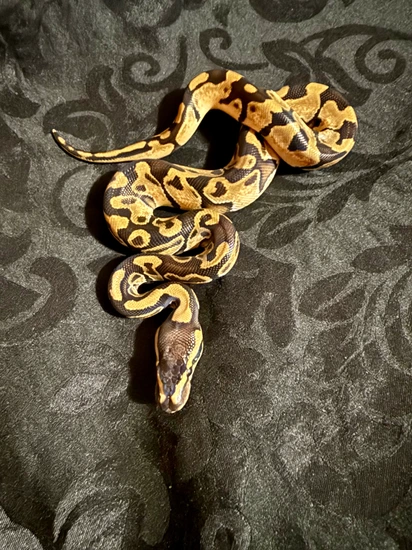 Normal Ball Python Green Background Normal Ball Python by Dimorphic Designs