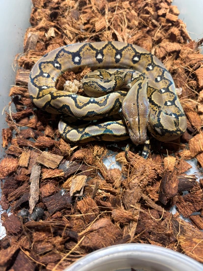 2025 1.2 Purple Sunfire Tiger Pied Makers! Reticulated Python by ...