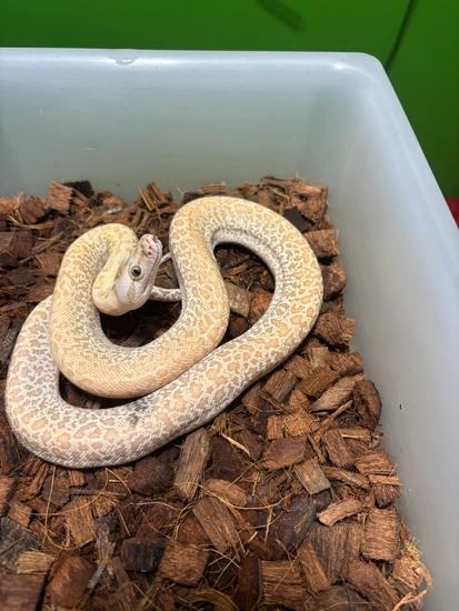 2025 0.1 Paradox Spot! Hypo Granite 100% Het Albino 66% Green Burmese ...