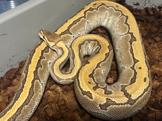 2023 0.1 Mojave Pinstripe Super Bright! Almost Ready To Breed! Ball ...