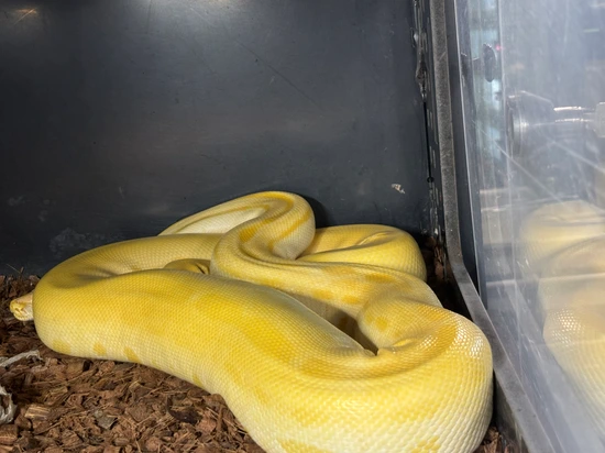 2024 0.1 Albino Caramel Green 7-8ft Burmese Python by Disturbed Reptiles
