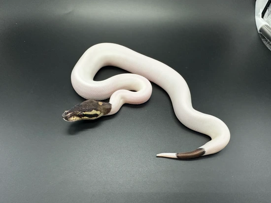Black Pastel LC Black Magic Pied Ball Python by Bomb Projects