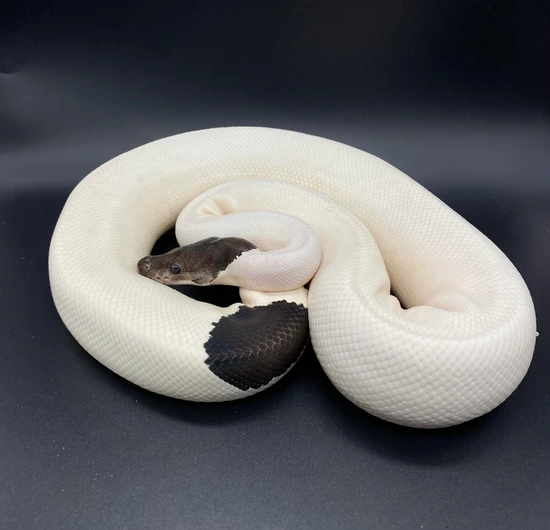 M - Proven Panda Pied Breeder Male Ball Python by Bomb Projects