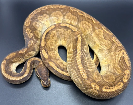 Sunset Het Lavender - RTB Ball Python by Bomb Projects
