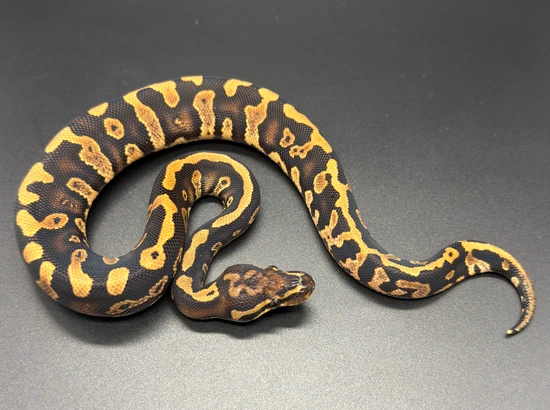 Stranger Confusion Calico (Low Expression) Dbl Het Monsoon Clown Ball ...