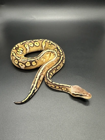 Pastel GHI Stranger Calico 100% Dbl Het Monsoon/hypo Ball Python by ...