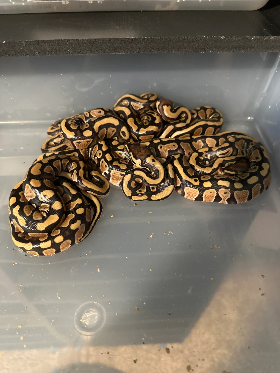 Ball Python Clutch: 2302 by Rubber City Royals LLC - MorphMarket