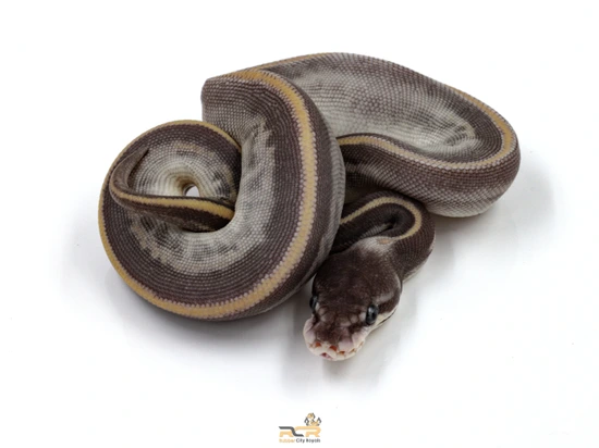 Mystic Phantom Ball Python by Rubber City Royals LLC