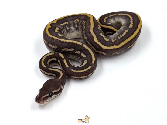 Leopard Mystic Phantom Ball Python by Rubber City Royals LLC