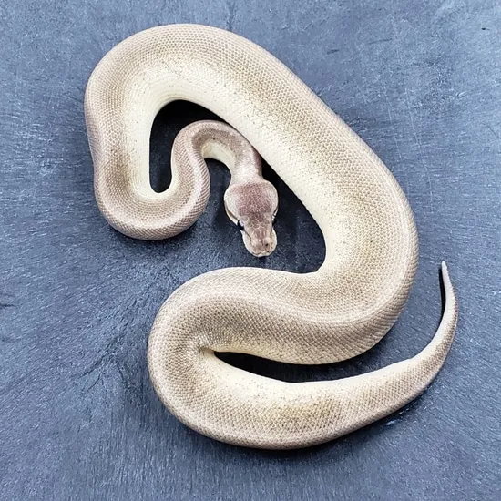 Super Pastel Cinnamon Pos Pin Ball Python by Monroe Morphs LLC
