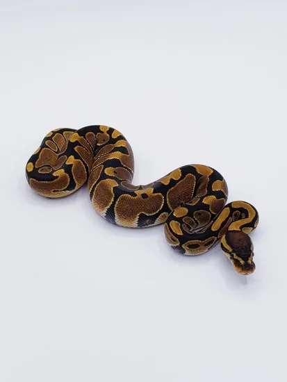 Normal WL Dinker Ball Python by Monroe Morphs LLC