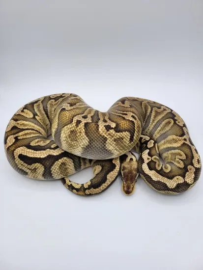 Super Pastel GHI Ball Python by Monroe Morphs LLC