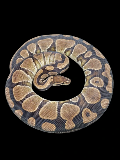 Normal Ball Python by Monroe Morphs LLC