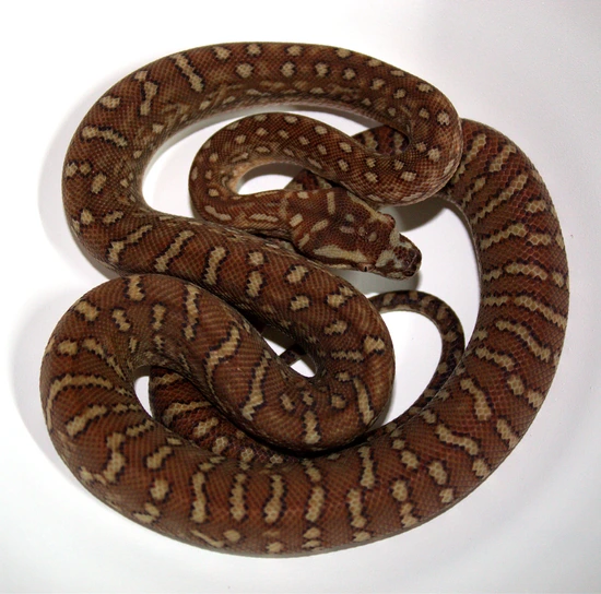 ♀️ Stonewashed 66% Het Genetic Stripe Bredls Python ( Morelia Bredli ...