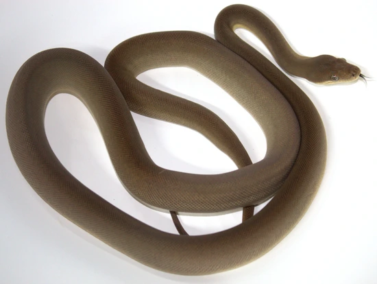 2025 Olive Python (Liasis Olivaceus Olivaceus) by Monroe Morphs LLC