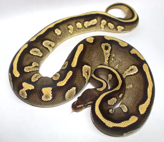 ♂️ Chocolate Mojave Pos Trick Het Pied Ball Python by Monroe Morphs LLC