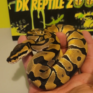 August 2025 Male Desert Ghost Ball Python - male for sale from DK Reptile Zoo