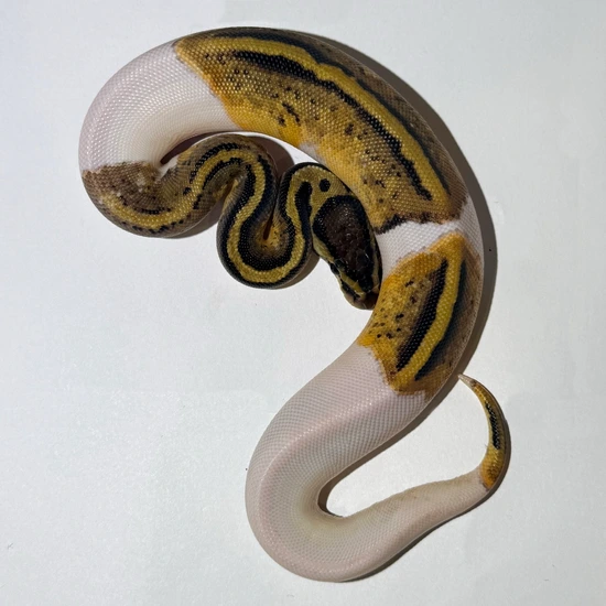 Normal Piebald Ball Python by Galaxy Morphs Ball Pythons