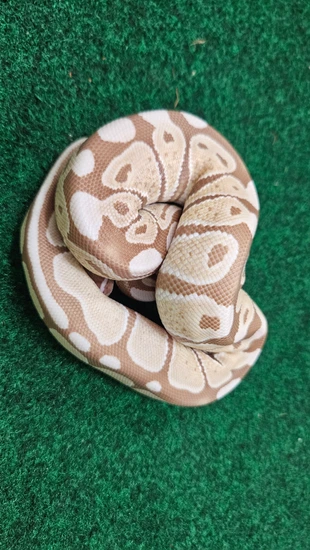 Ultra Snow (VPI Axanthic / Ultramel) Ball Python by Gondwana Reptiles