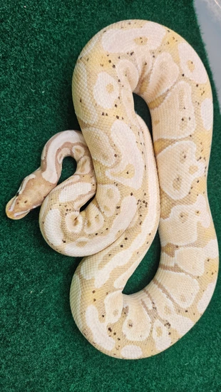 Banana 100% Dbl. Het. Ultra Snow ( VPI Axanthic / Ultramel ) PROVEN ...